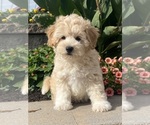 Small #4 Coton de Tulear-Poodle (Toy) Mix