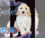 Small Photo #14 Australian Labradoodle Puppy For Sale in WASH, NC, USA