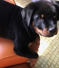 Rottweiler Puppy for sale in PARK FOREST, IL, USA