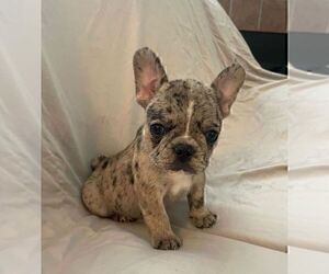 Medium French Bulldog