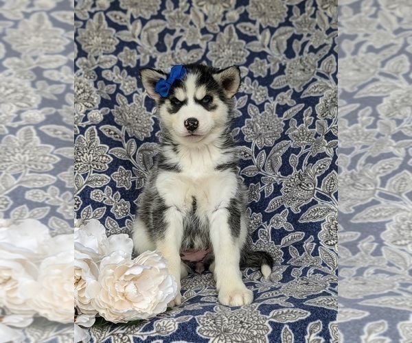Medium Photo #4 Siberian Husky Puppy For Sale in QUARRYVILLE, PA, USA