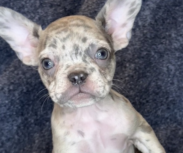 Medium Photo #2 French Bulldog Puppy For Sale in RIALTO, CA, USA