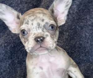 Medium French Bulldog