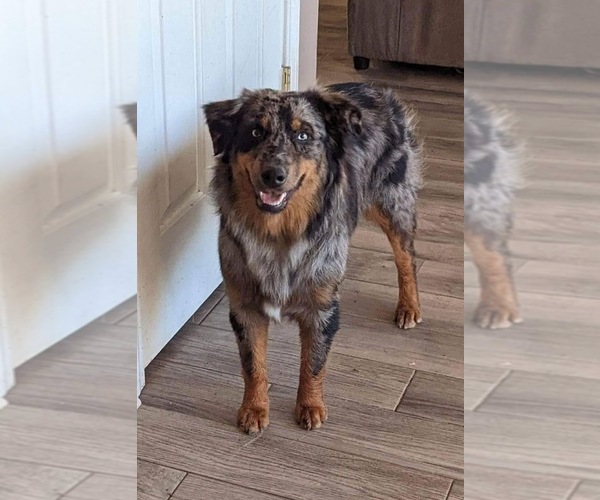 Medium Photo #1 Australian Shepherd Puppy For Sale in BUSHNELL, IL, USA