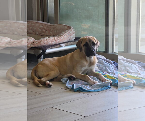 Medium Photo #5 Mastiff-Unknown Mix Puppy For Sale in Goodyear, AZ, USA