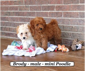 Poodle (Miniature) Puppy for Sale in CLARKRANGE, Tennessee USA