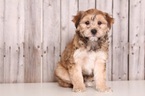 Small Photo #1 Morkie Puppy For Sale in MOUNT VERNON, OH, USA