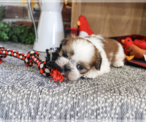 Medium Photo #3 Shih Tzu Puppy For Sale in SYRACUSE, IN, USA
