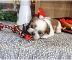 Joey - Male Shih Tzu Puppy for Sale - Photo #3