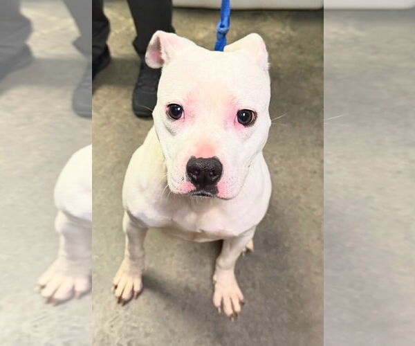 Medium Photo #4 Mutt Puppy For Sale in North Myrtle Beach, SC, USA