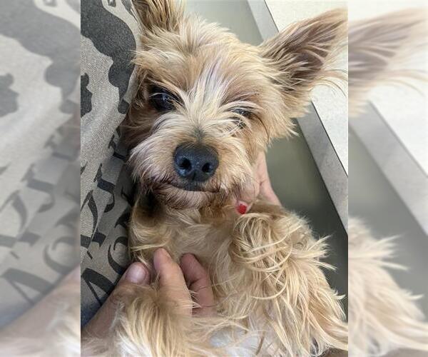 Medium Photo #1 Mutt Puppy For Sale in San Antonio, TX, USA