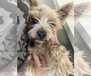 Mutt Dogs for adoption in San Antonio, TX, USA