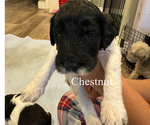 Puppy chestnut Labradoodle-Poodle (Standard) Mix