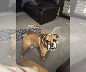 Father of the English Bulldog puppies born on 06/08/2025