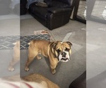 Small Photo #1 English Bulldog Puppy For Sale in STRATFORD, OK, USA