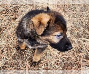 German Shepherd Dog Puppy for sale in LIVERMORE, CO, USA