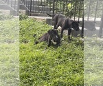 Small Photo #3 American Pit Bull Terrier Puppy For Sale in ATLANTA, GA, USA