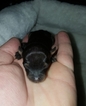 Small Photo #7 Miniature Pinscher Puppy For Sale in BULGER, PA, USA