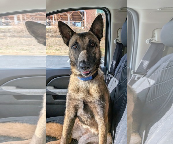 Medium Photo #3 Mutt Puppy For Sale in Rustburg, VA, USA