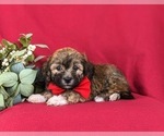 Small Photo #2 Havanese Puppy For Sale in BIRD IN HAND, PA, USA