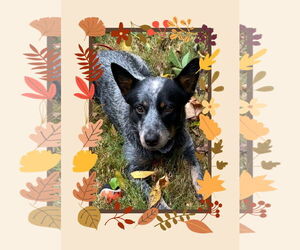 Mutt Dogs for adoption in Garden City, NY, USA