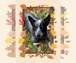 Small Mutt