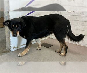 German Shepherd Dog-Unknown Mix Dogs for adoption in San Bernardino, CA, USA