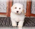 Small Photo #3 Bichpoo Puppy For Sale in NAPLES, FL, USA