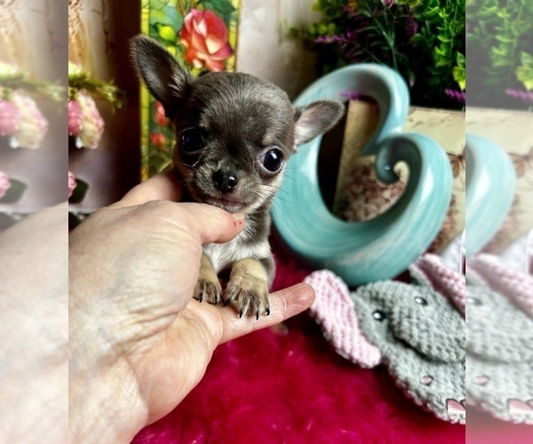 Medium Photo #2 Chihuahua Puppy For Sale in TRACY, CA, USA