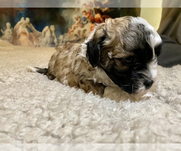 Medium Photo #13 Zuchon Puppy For Sale in GALENA, NV, USA