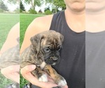 Puppy 1 Boxer