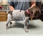 Small Photo #3 German Shorthaired Pointer Puppy For Sale in ALBEMARLE, NC, USA