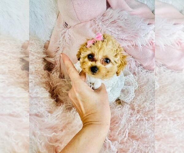 Medium Photo #9 Poodle (Toy) Puppy For Sale in TAMPA, FL, USA