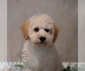 Poochon Puppy for sale in MIFFLINBURG, PA, USA