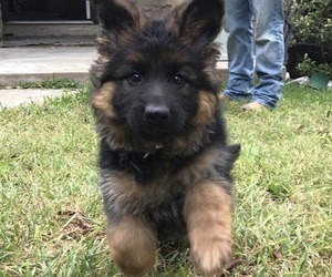 German Shepherd Dog Puppy for Sale in AUSTIN, Texas USA