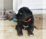 Small Photo #16 Border Collie-Golden Retriever Mix Puppy For Sale in OVERLAND PARK, KS, USA