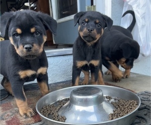 Rottweiler Puppy for sale in LAKEWOOD, CA, USA