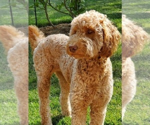 Mother of the Double Doodle puppies born on 06/06/2022
