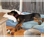 Small #5 Rottweiler Mix