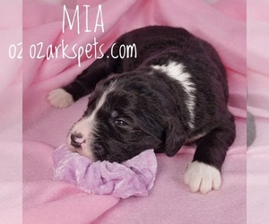 Sheepadoodle Puppy for sale in SEYMOUR, MO, USA
