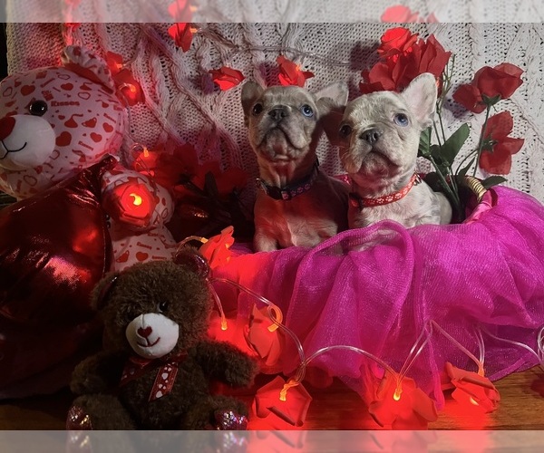Medium Photo #15 French Bulldog Puppy For Sale in NEW BEDFORD, MA, USA