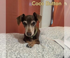 Coco Button - Male Dachshund Dog for Adoption - Photo #9