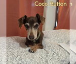 Small #8 Dachshund