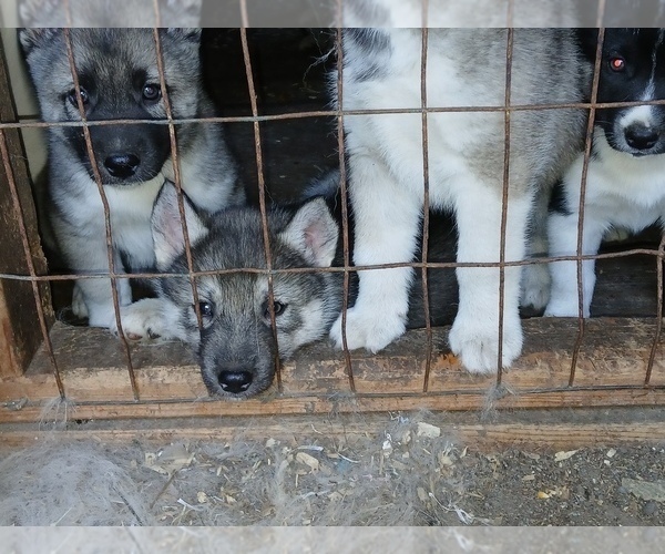 Medium Photo #4 Siberian Husky Puppy For Sale in LONG EDDY, NY, USA