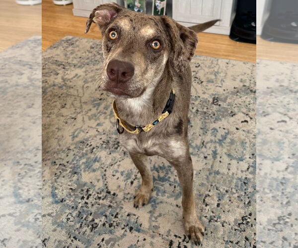 Medium Photo #14 Catahoula Leopard Dog-Unknown Mix Puppy For Sale in Brooklyn Center, MN, USA