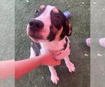 Small #1 Catahoula Leopard Dog Mix