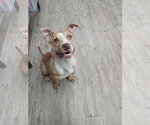 Small Photo #20 Mutt Puppy For Sale in Murfreesboro, NC, USA