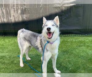 Siberian Husky Dogs for adoption in Orange, CA, USA