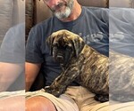 Small Photo #6 Cane Corso Puppy For Sale in REEVESVILLE, SC, USA