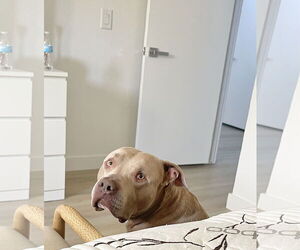 PUDGE - Male American Pit Bull Terrier-Unknown Mix Dog for Adoption - Photo #9